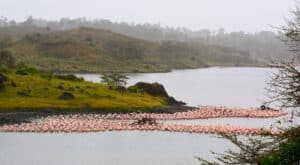 A flock of pink flamingos on a lake in Arusha National Park