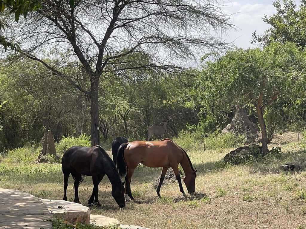 Two horses grazing in a lush, green outdoor setting with trees and rocks.