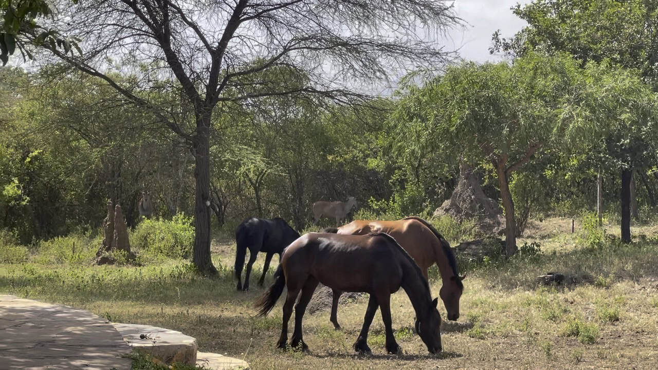 Wild horses grazing peacefully in a natural outdoor setting with trees and grass.