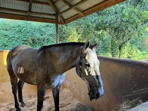 Horse at Dolly Escape farm, surrounded by greenery and shelter.