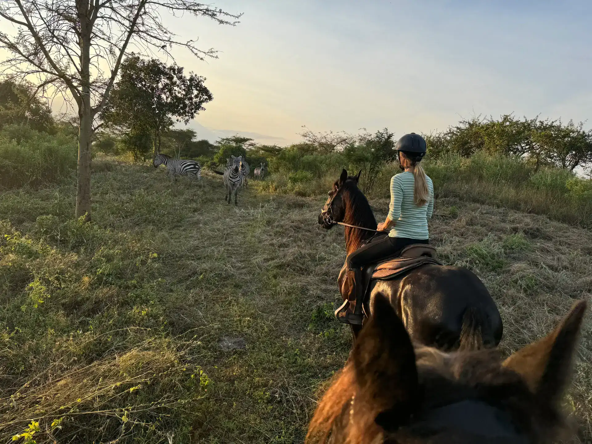 Horseback riding with zebras in natural landscape during sunset.