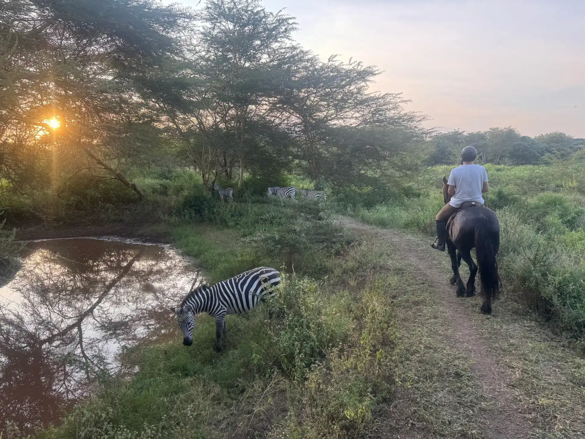 Wildlife safari scene featuring a zebra drinking water and a person riding a horse along a trail at.