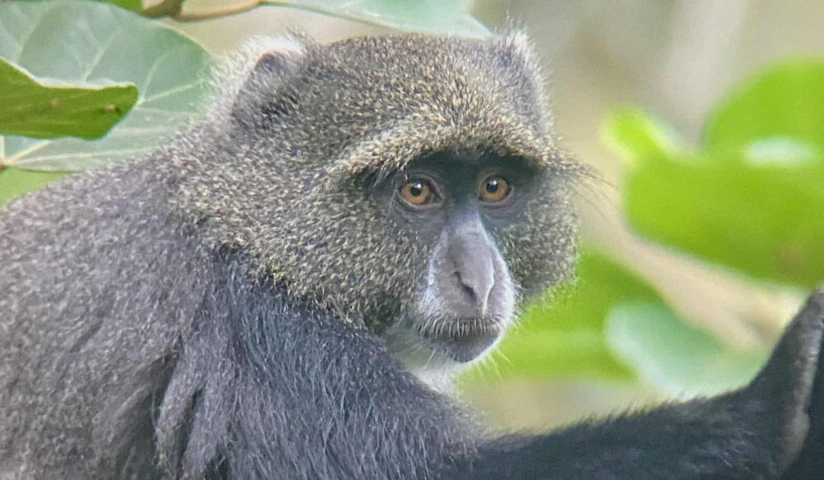 Close-up of a monkey in a lush green environment, showcasing wildlife at Dolly Escape.