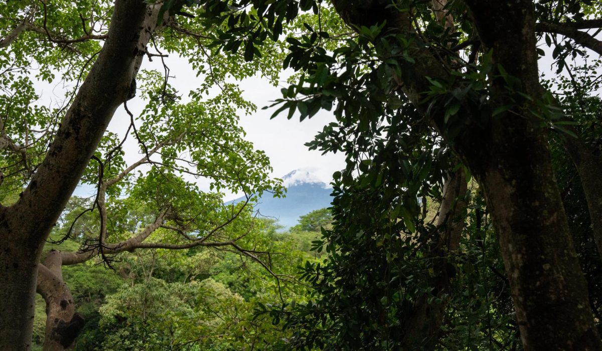 A lush green forest with tall trees and dense foliage under a partly cloudy sky.