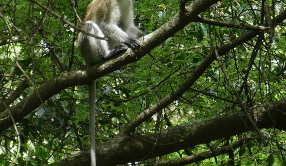 Dolly Escape - Exotic wildlife photography of a monkey perched on a tree branch in a dense jungle.