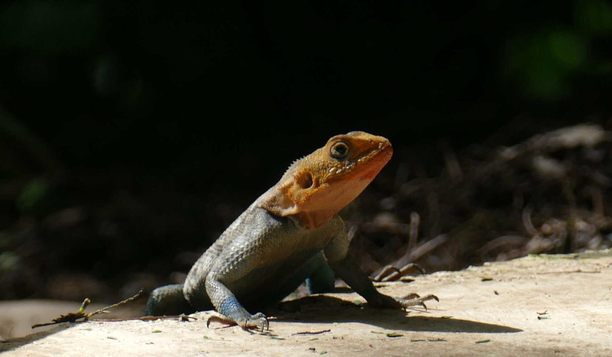 Close-up of a lizard basking on the ground in natural sunlight.